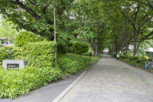 外濠公園は、JR中央線飯田橋駅付近から四ツ谷駅付近まで、濠に沿って細長く続いています。春には桜、秋にはケヤキやカエデの紅葉を楽しむことができます。