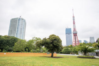 芝公園は、1873年に開園した日本で最も古い公園の一つ。1873年の太政官布達により、上野、浅草、深川、飛鳥山、芝の5カ所が、日本で最初の公園として指定されました。明治35年には運動器具が備えられ、東京の公園における運動施設の始まりに。園内で見ることができるクスノキ、イチョウなどの大木が、公園の歴史を感じさせます。